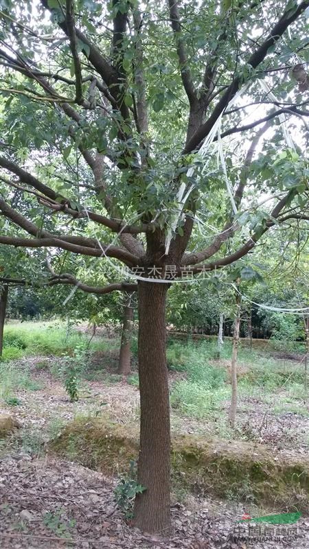 長興香樟哪里最便宜|長興種植香樟基地