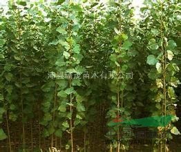 107楊樹苗_楊樹苗_楊樹苗價格_江蘇沛縣瑞茂楊樹苗基地_