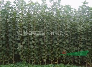 蘇北綠化苗木中心|江蘇楊樹苗|江蘇速生楊樹苗  速生柳 竹柳