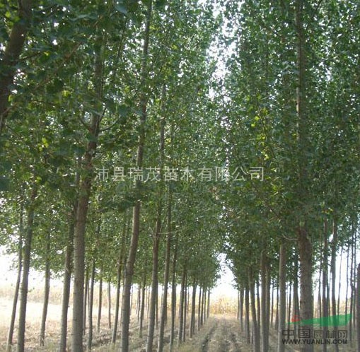 蘇北綠化苗木中心|江蘇楊樹苗|江蘇速生楊樹苗  速生柳 竹柳