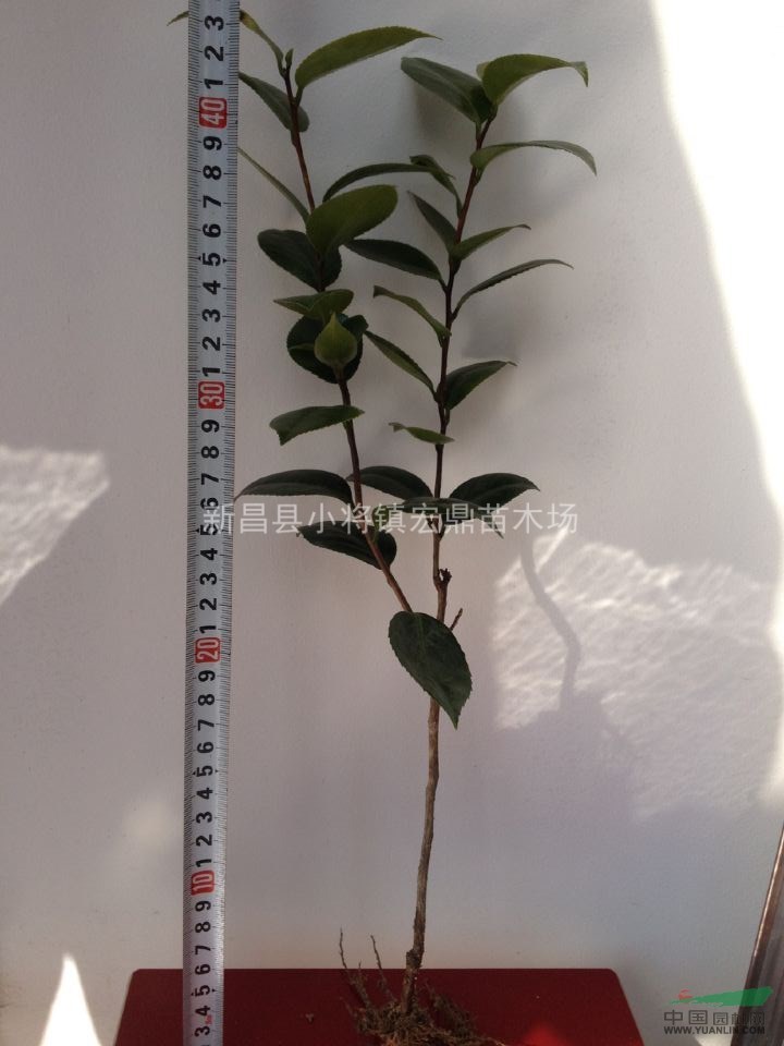 浙江地區(qū)急售茶花苗，茶花樹苗15-90cm高度