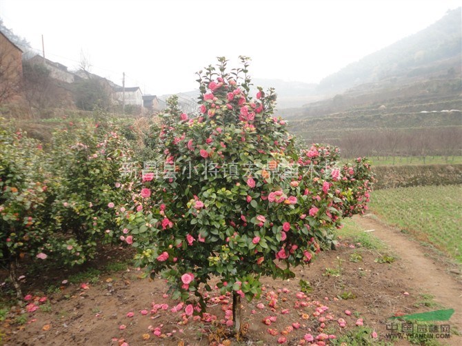 浙江地區(qū)急售茶花苗，茶花樹苗15-90cm高度