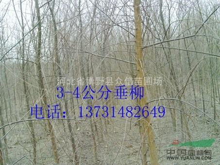 2016年河北垂柳價格行情