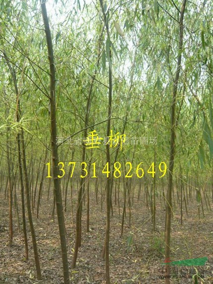 2016年河北垂柳價格行情