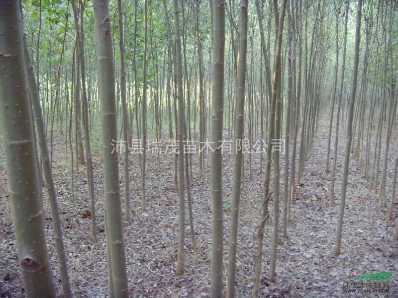 江蘇米徑10公分竹柳 胸徑10公分竹柳基地
