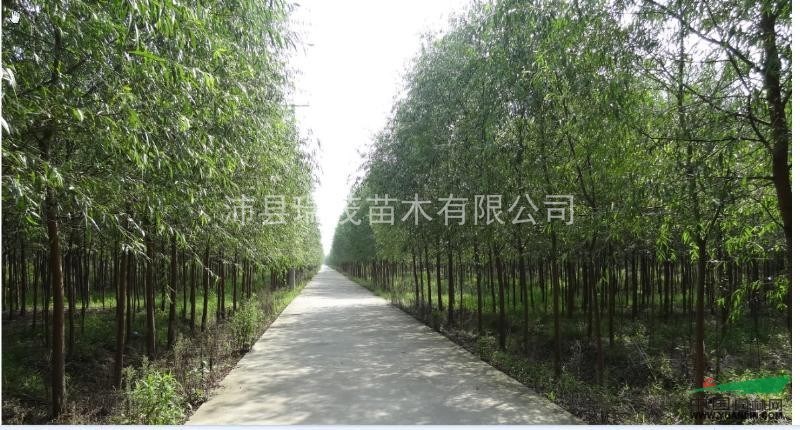 浙江 江蘇 竹柳大小苗 竹柳15公分基地直銷(xiāo) 價(jià)格低