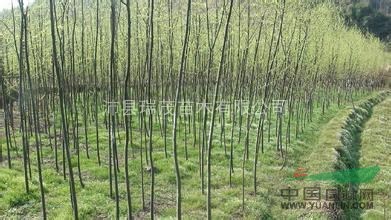浙江 江蘇 竹柳大小苗 竹柳15公分基地直銷(xiāo) 價(jià)格低