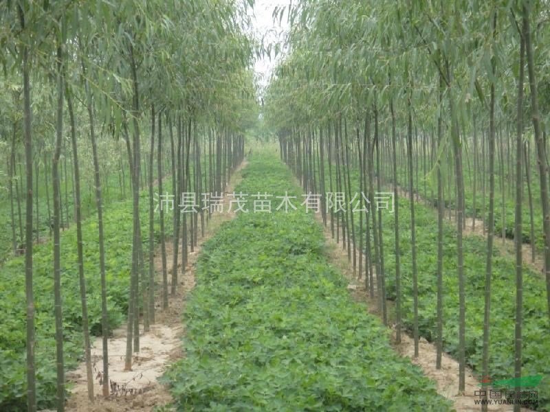 江蘇竹柳米徑6公分 胸徑6公分竹柳基地