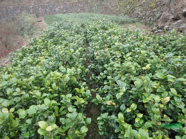 浙江山茶花樹苗，精品茶花苗，低級處理