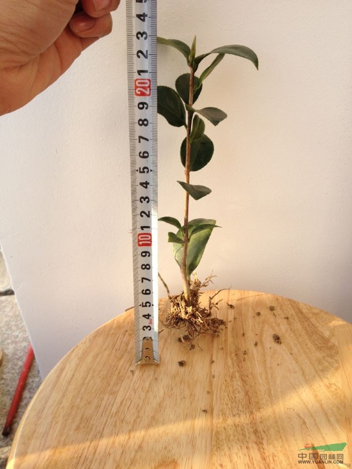 浙江山茶花樹苗，精品茶花苗，低級處理