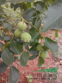 山東供應核桃苗實生核桃苗山東果樹苗