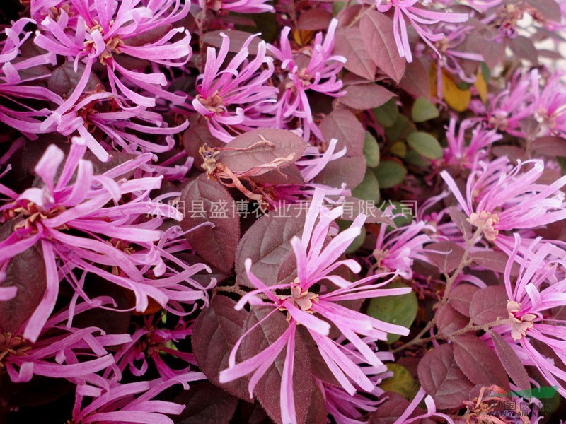 山東紅花繼木價格1.6元/株 山東紅花繼木價格