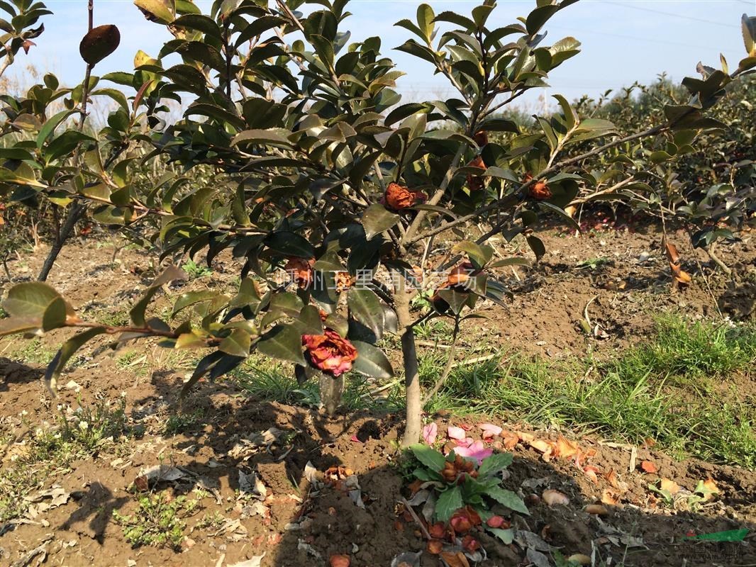 茶梅基地P40茶梅毛球直銷(xiāo)，價(jià)格實(shí)惠