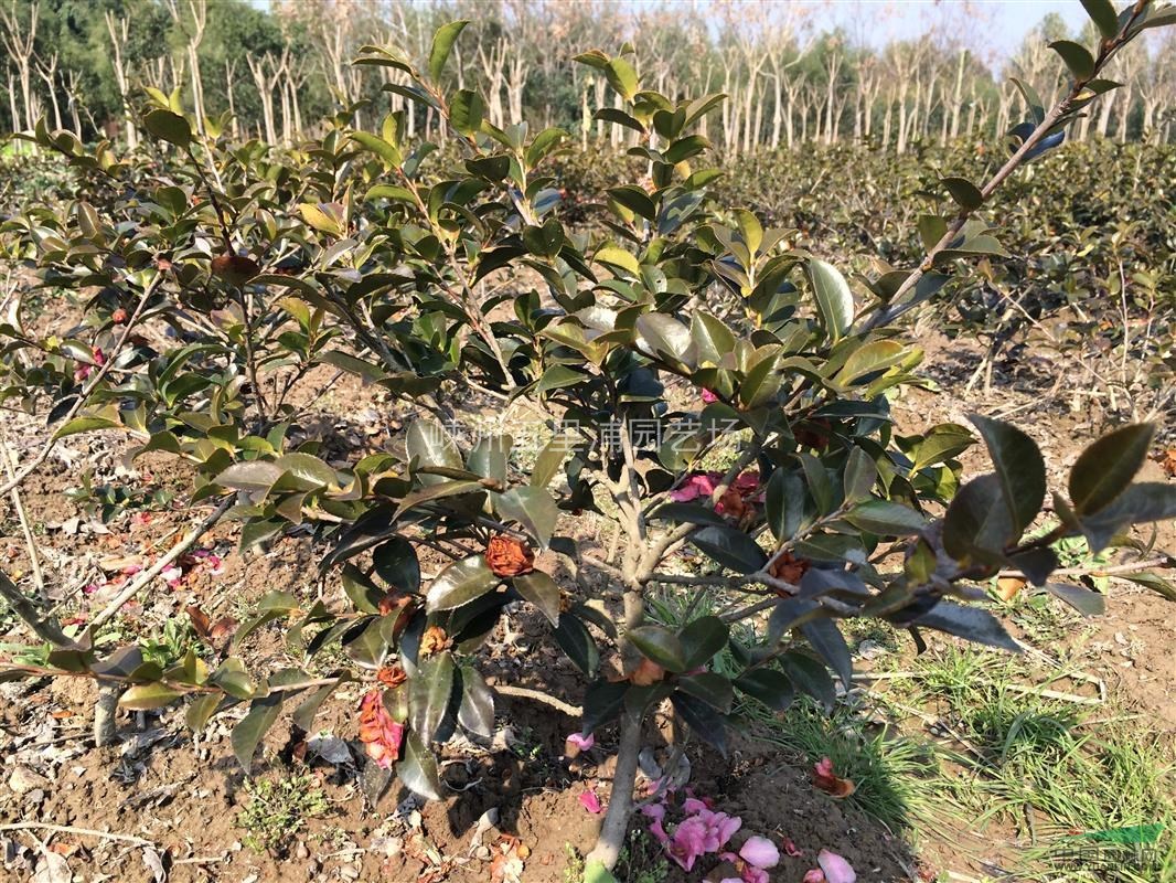 茶梅基地P40茶梅毛球直銷(xiāo)，價(jià)格實(shí)惠