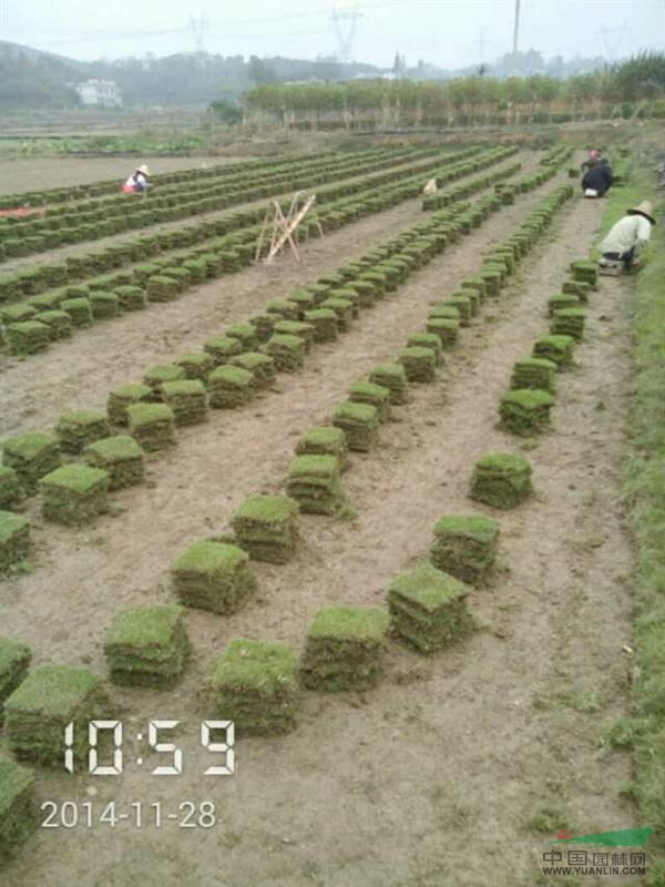 湖南郴州顶尖草皮苗木长期大量供应优质马尼拉草皮及各类工程小苗