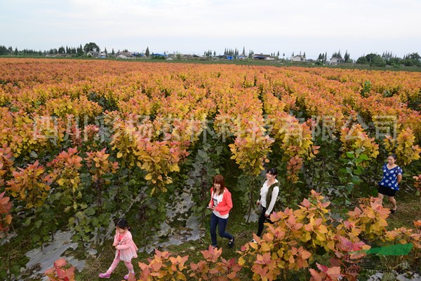 河北趙縣“紅霞楊”幼苗（紅黃楊金紅楊彩楊丹紅楊）