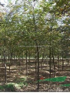 江蘇淮安供應米徑10-15公分紅櫸樹，出售紅櫸樹