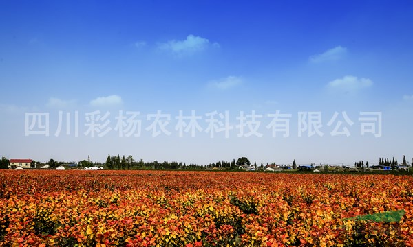 云南玉溪“紅霞楊”幼苗（金紅楊丹紅楊紅黃楊彩楊）