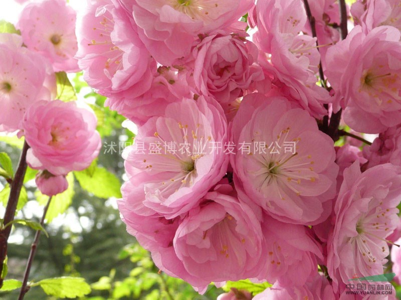 河南榆葉梅價(jià)格 榆葉梅價(jià)格