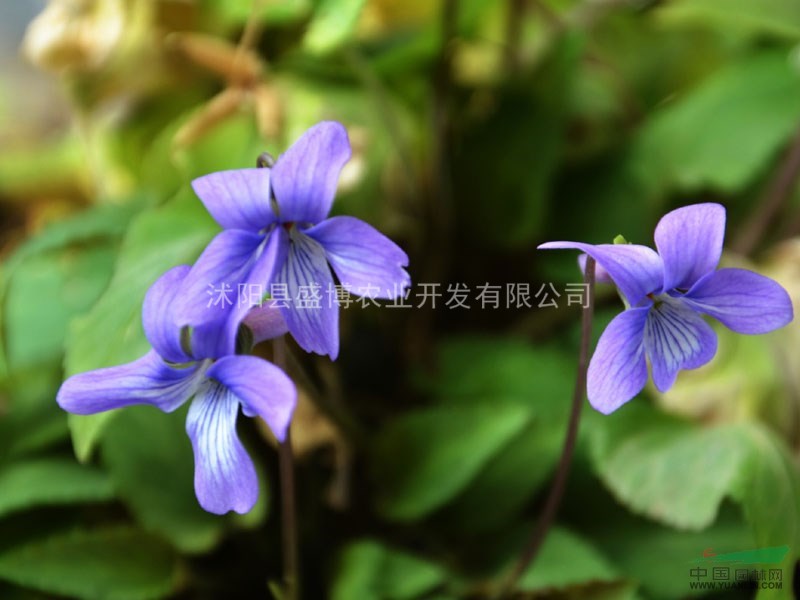 河南花葉長春蔓價格 花葉長春蔓價格 