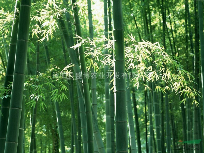 河南竹子價格 竹子價格