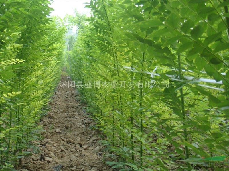 河南國(guó)槐價(jià)格 國(guó)槐價(jià)格