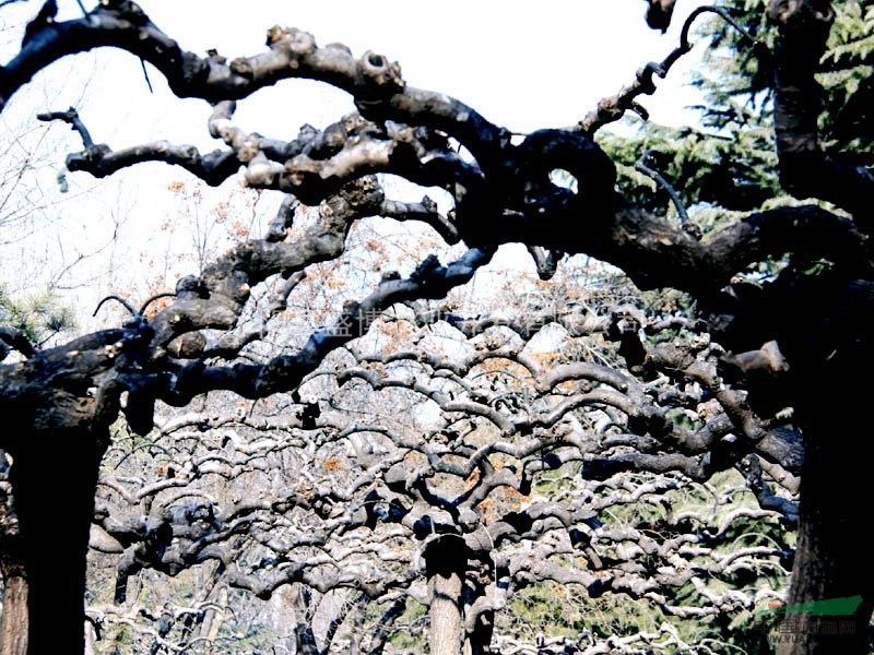 河南龍爪槐價(jià)格 龍爪槐價(jià)格