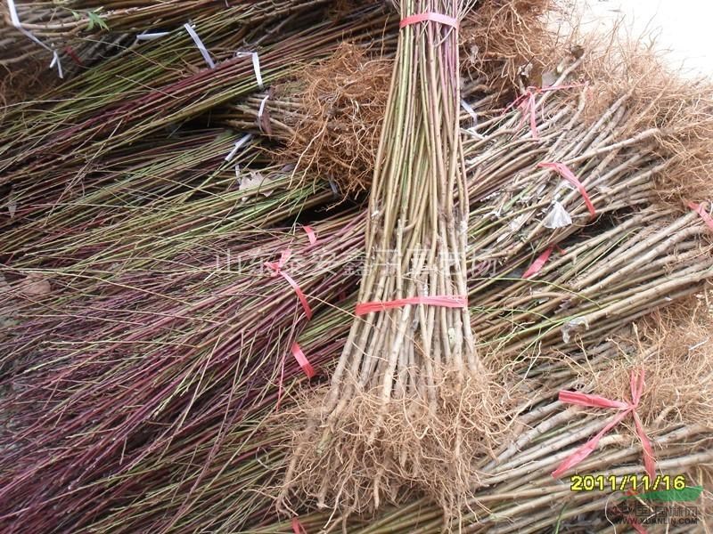 供應(yīng)紅葉碧桃 1--7公分紅葉碧桃價(jià)格 紅葉碧桃小苗批發(fā)價(jià)格