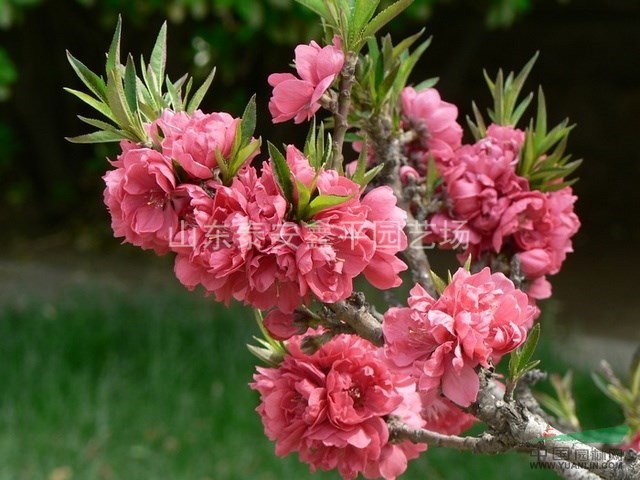 供應(yīng)紅葉碧桃 1--7公分紅葉碧桃價(jià)格 紅葉碧桃小苗批發(fā)價(jià)格