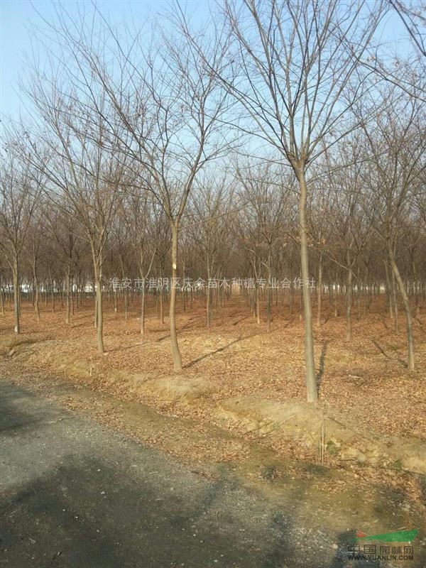 2016年紅櫸樹基地，紅櫸樹批發(fā)