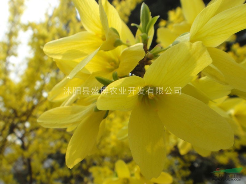 江蘇迎春花價(jià)格 30公分江蘇迎春花價(jià)格 40公分江蘇迎春花價(jià)