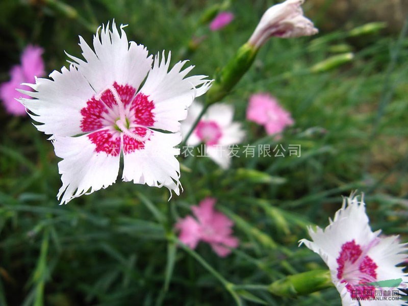 北京地被石竹價(jià)格0.32元/株 北京地被石竹價(jià)格