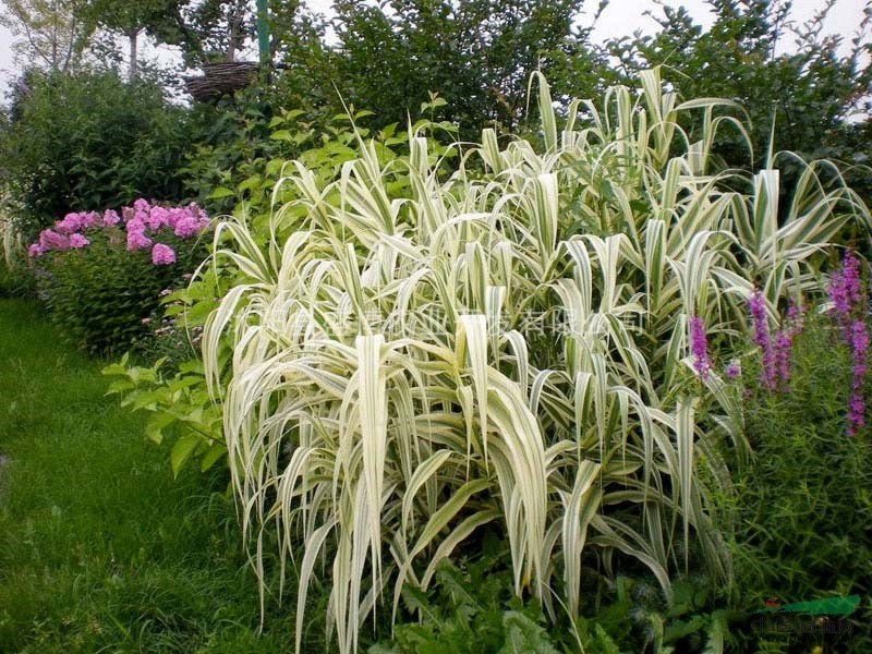 北京花葉蘆竹價格0.35元/株 北京花葉蘆竹價格 