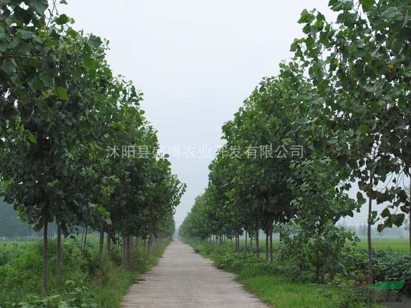 北京楊樹價格 3公分北京楊樹價格 4公分北京楊樹價格
