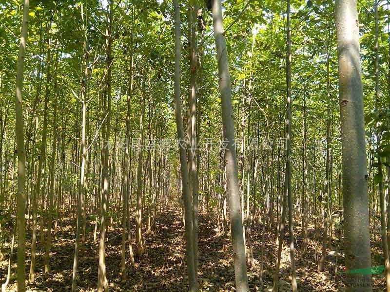 北京楊樹價格 3公分北京楊樹價格 4公分北京楊樹價格