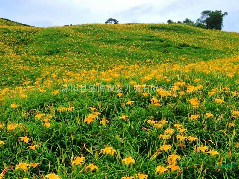 北京大花萱草價格：0.12元 北京大花萱草價格