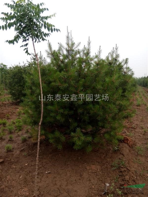 山東白皮松價(jià)格，泰安白皮松基地，供應(yīng)白皮松小苗