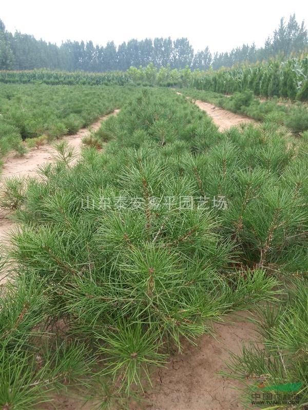 山東白皮松價(jià)格，泰安白皮松基地，供應(yīng)白皮松小苗