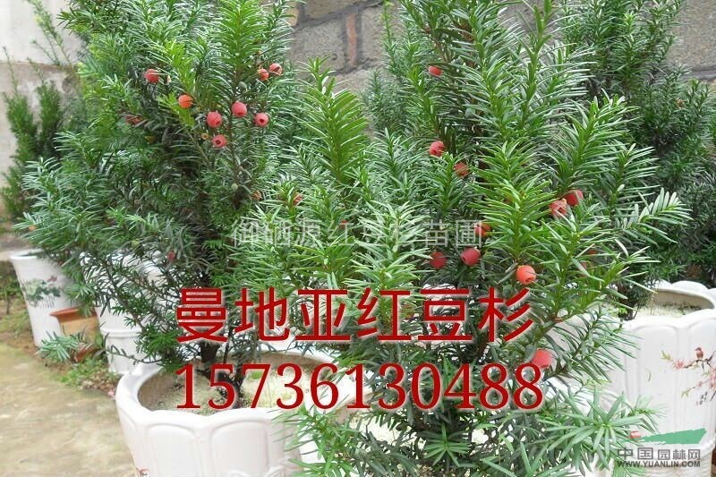 南方紅豆杉小苗，曼地亞紅豆杉小苗，曼地亞紅豆杉 盆景