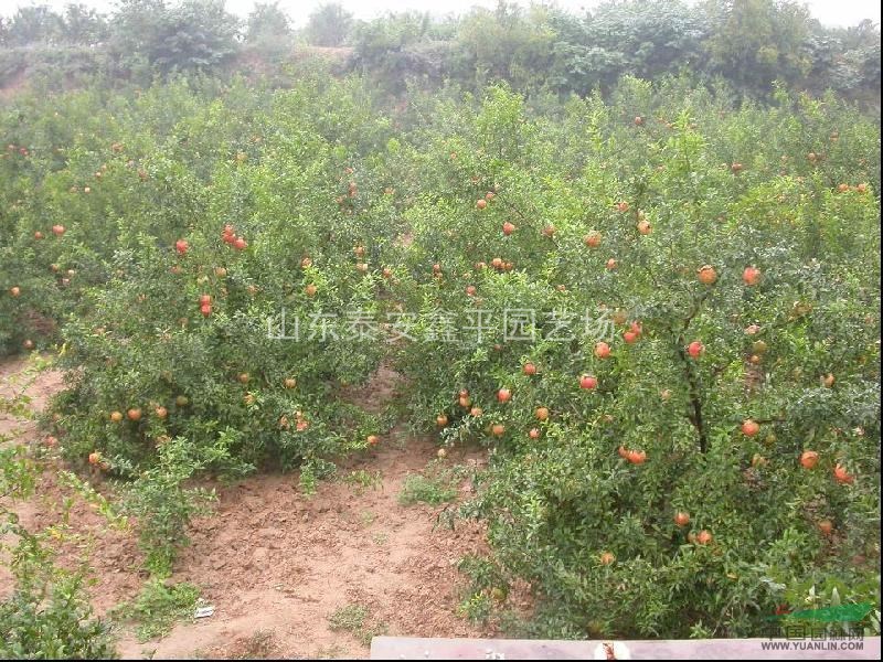 直銷(xiāo)牡丹石榴，叢生石榴基地，2----8公分綠化石榴樹(shù)，