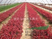 批发供应：红叶石楠新种子20元/斤