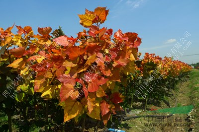 山西長治“紅霞楊”幼苗（丹紅楊紅黃楊彩楊金紅楊）