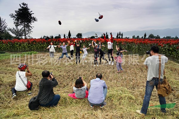 湖南衡陽“紅霞楊”幼苗（紅黃楊彩楊丹紅楊金紅楊）