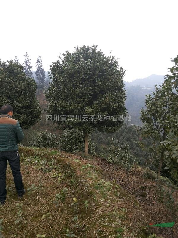 供應(yīng)大茶花
