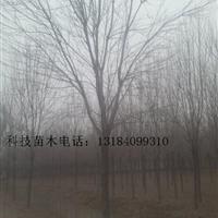 25公分白蠟樹價(jià)格量大