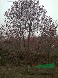 大量批發(fā)各種玉蘭、辛夷、杜仲、黃櫨、五角楓、北欒、流蘇、皂角