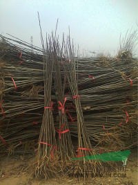 大量批發(fā)各種玉蘭、辛夷、杜仲、黃櫨、五角楓、北欒、流蘇、皂角