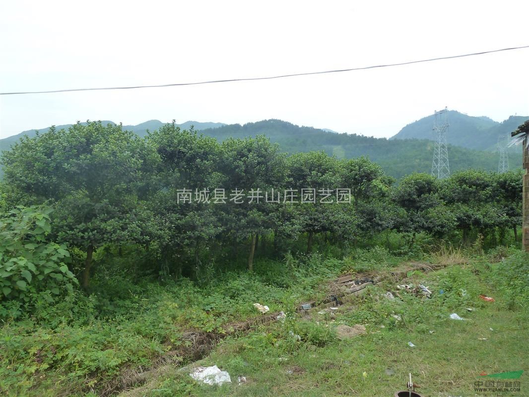 專(zhuān)供無(wú)刺構(gòu)骨，紫薇、羅漢松、紅千層供應(yīng)，無(wú)刺構(gòu)骨價(jià)格