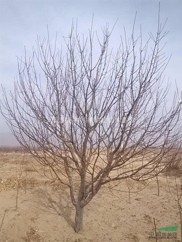 河北供應1－60公分八棱海棠樹