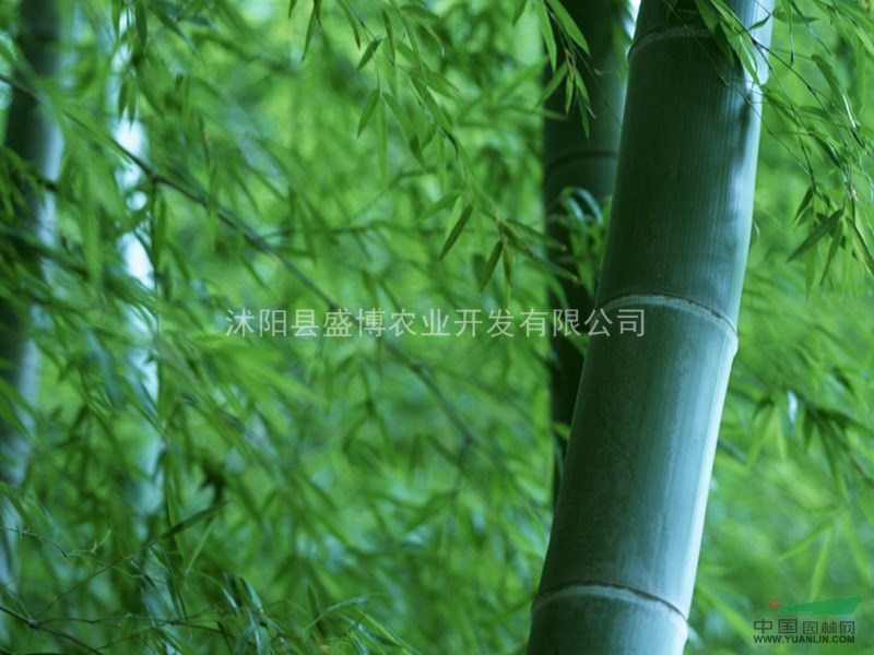 北京竹子價格 竹子價格 沭陽盛博農(nóng)業(yè)為北京竹子價格報價